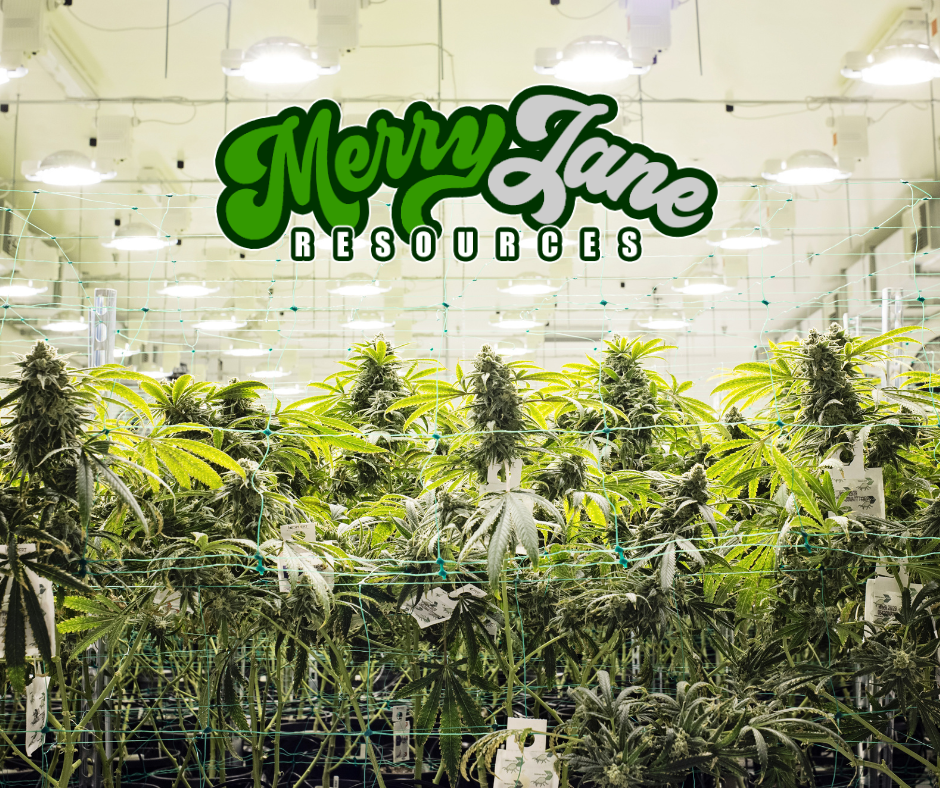 Exploring Lucrative Cultivator Careers in the Northeast Cannabis Industry